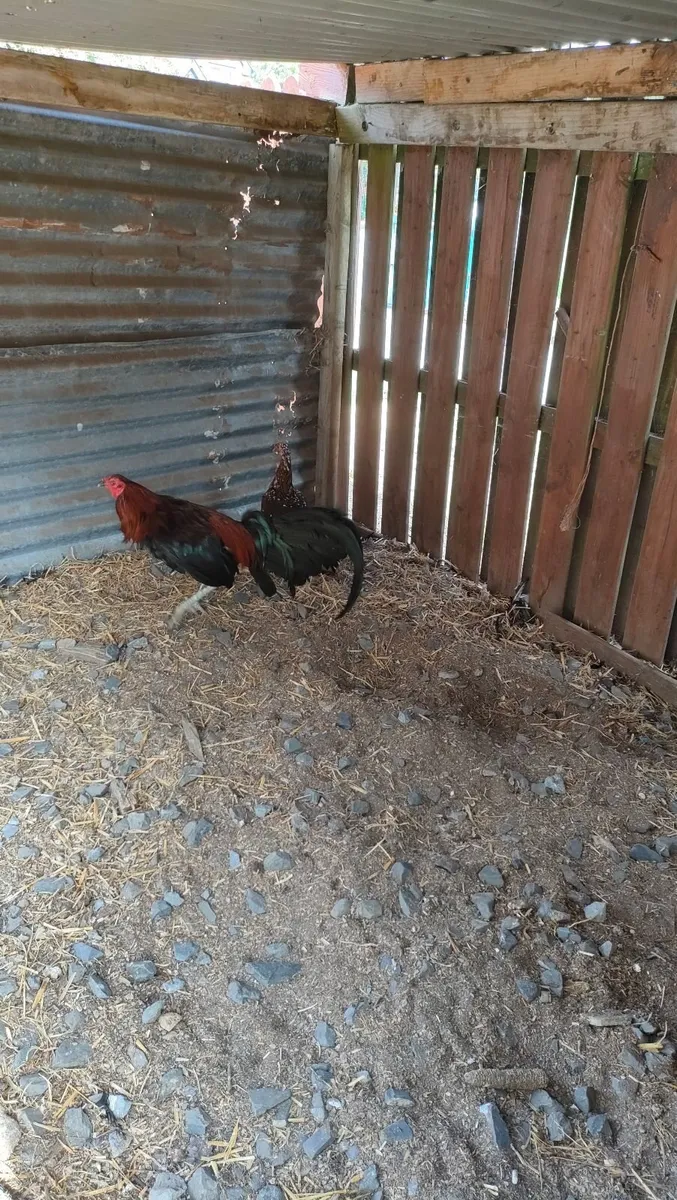 Show fowl - Image 3