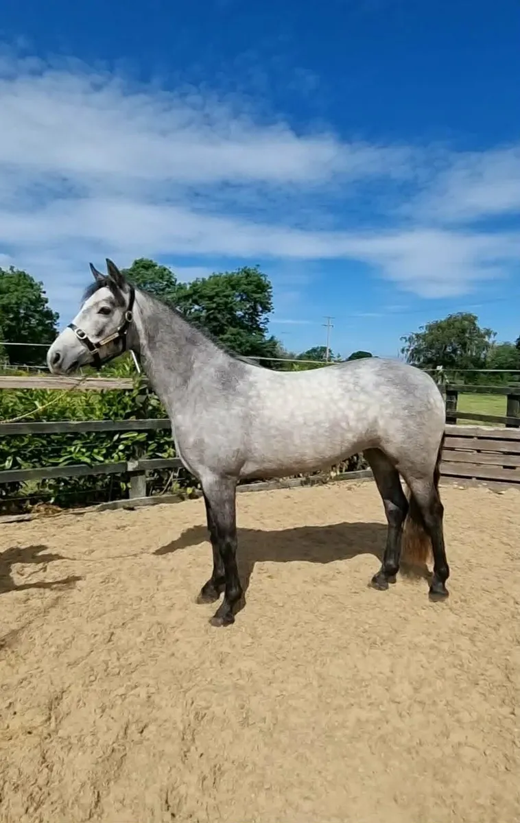 Beautiful 148cm Connamara pony - Image 1