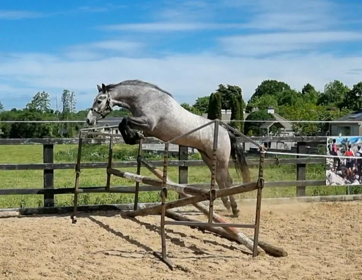Beautiful 148cm Connamara pony - Image 2