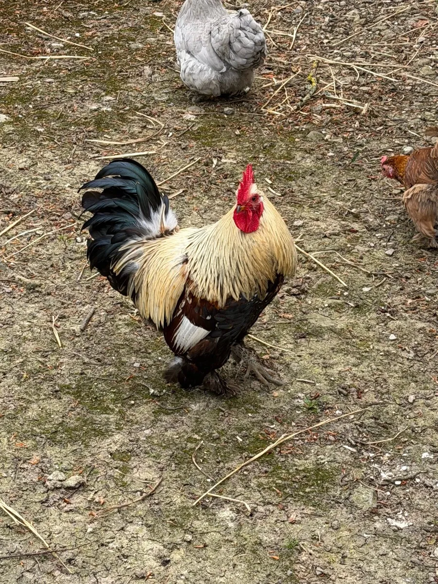Cock