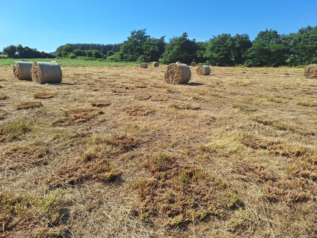 Bedding and feeding - Image 1