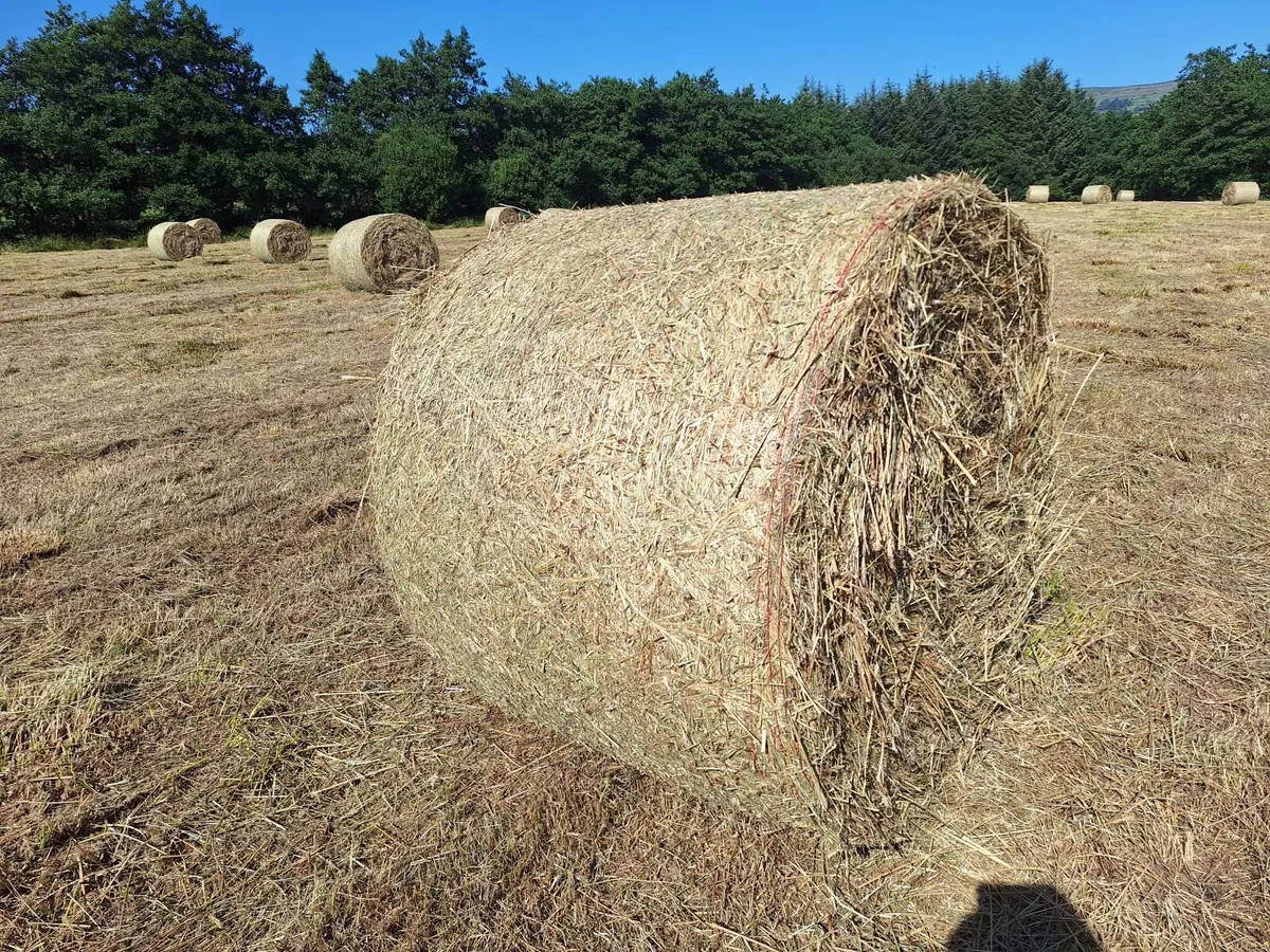 Bedding and feeding - Image 3