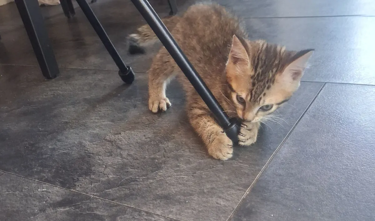 Kittens - Image 1