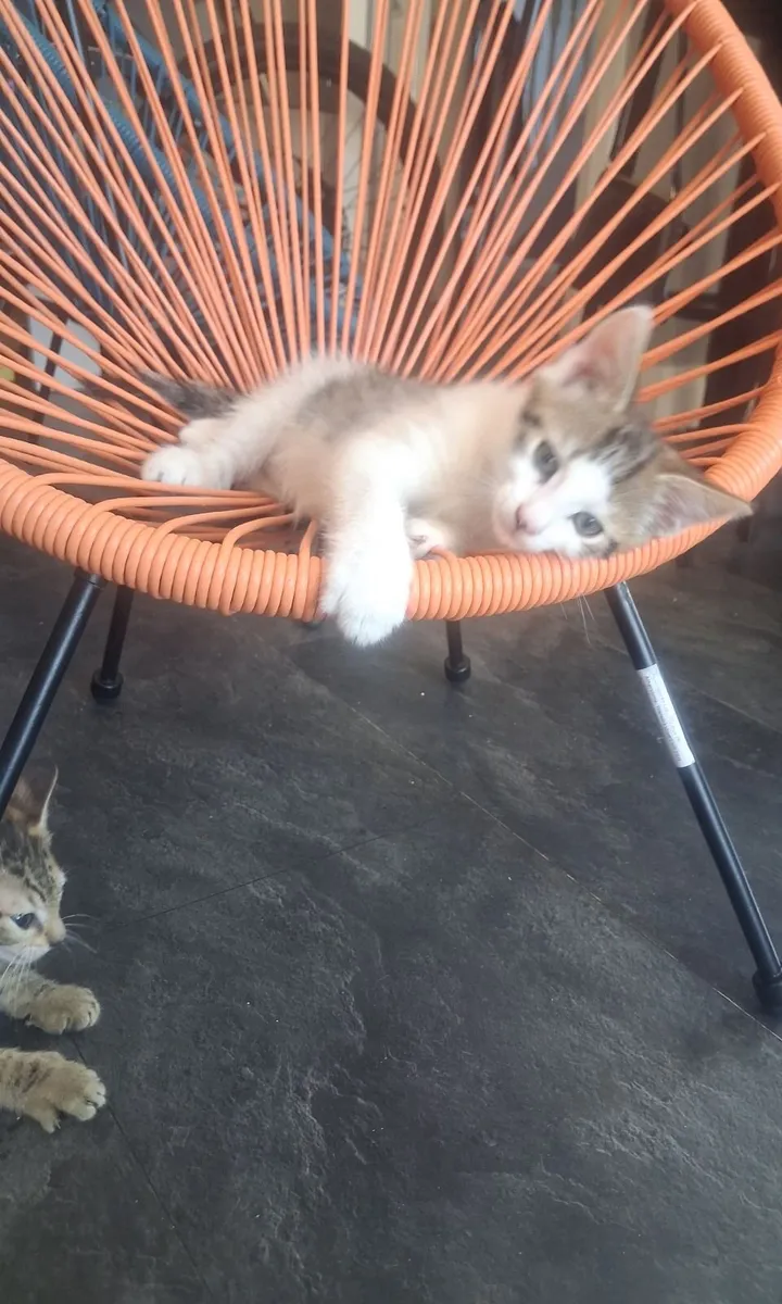 Kittens - Image 2