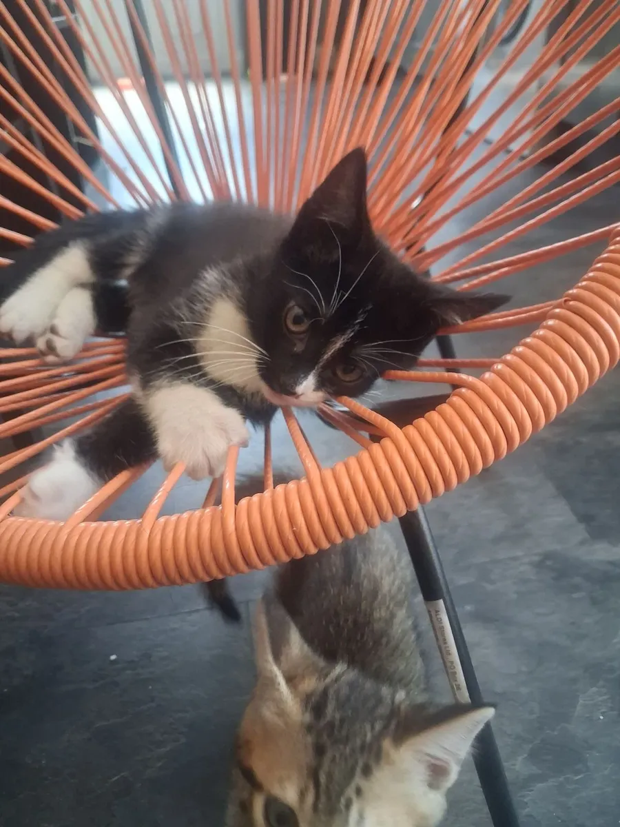 Kittens - Image 3
