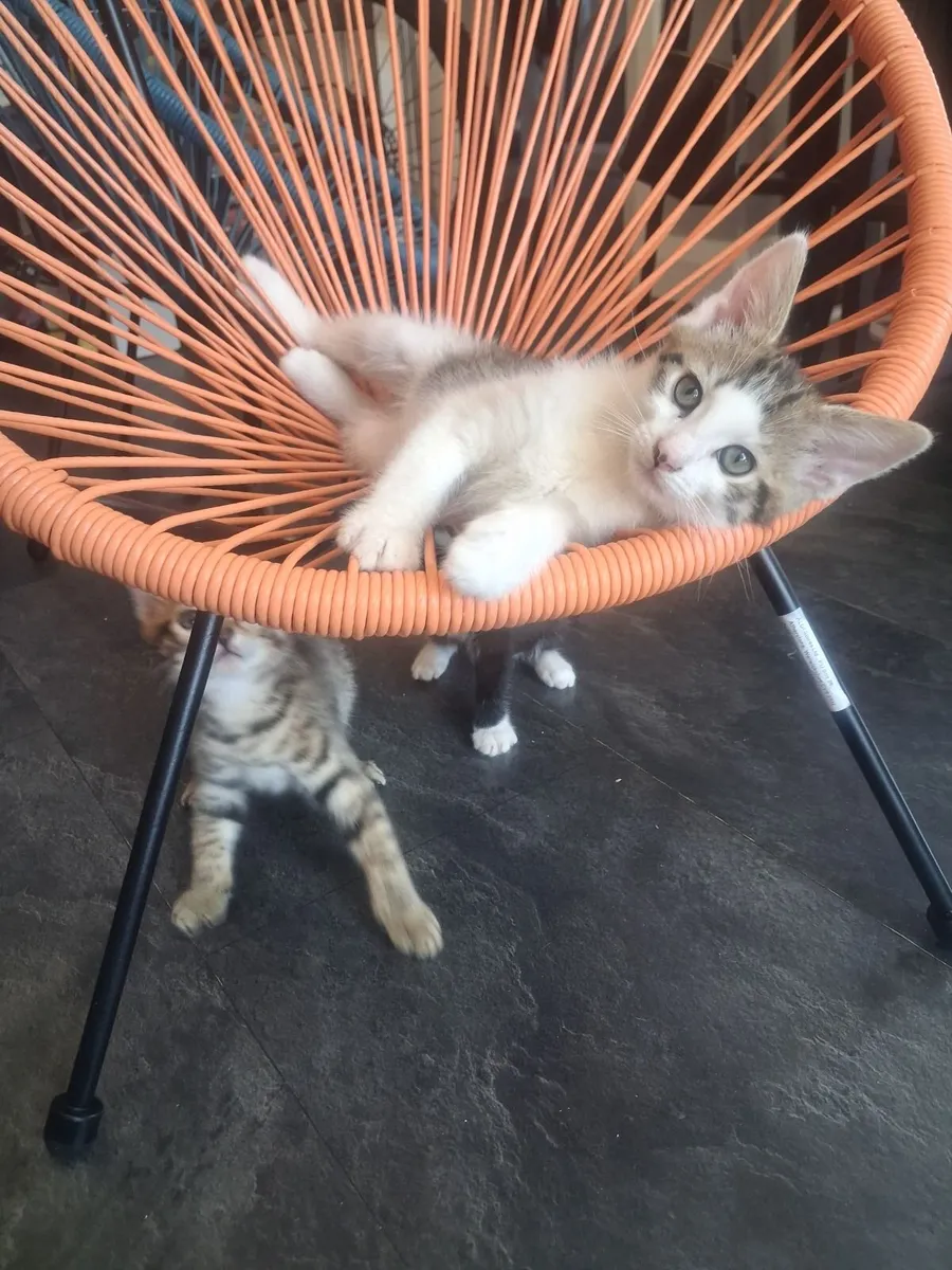 Kittens - Image 4