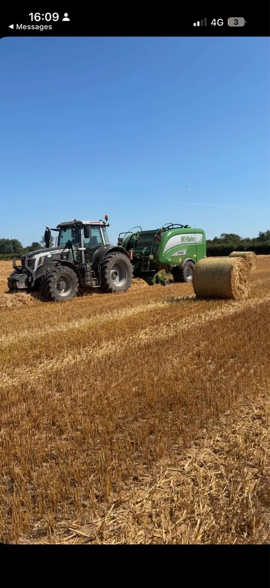 Barley straw - Image 3