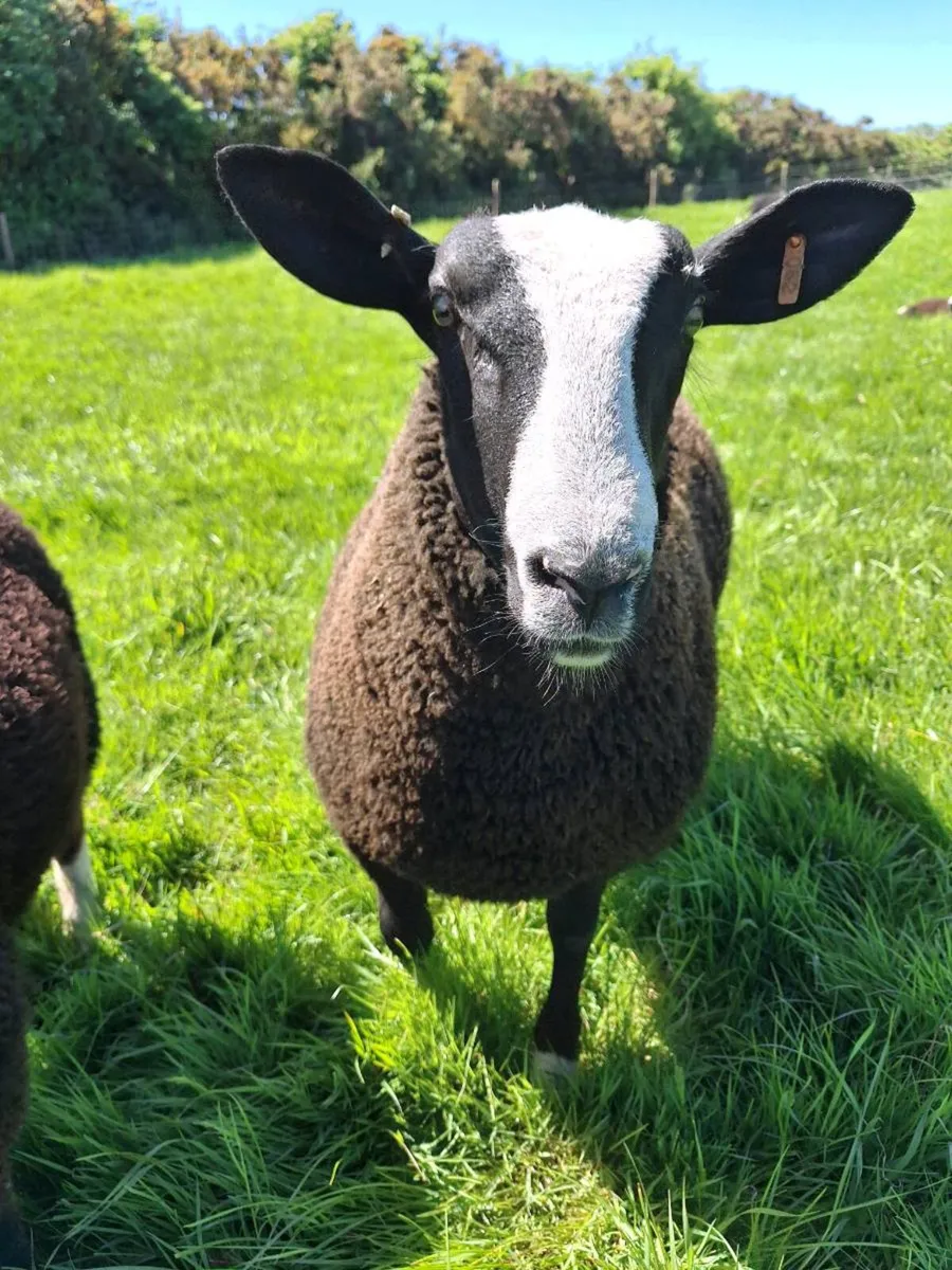 Zwartbles  sheep - Image 2