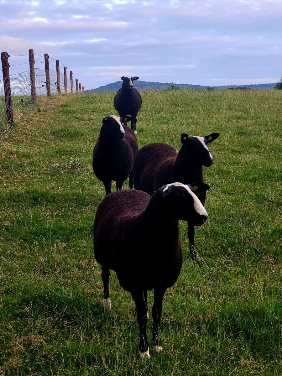 Zwartbles  sheep - Image 3