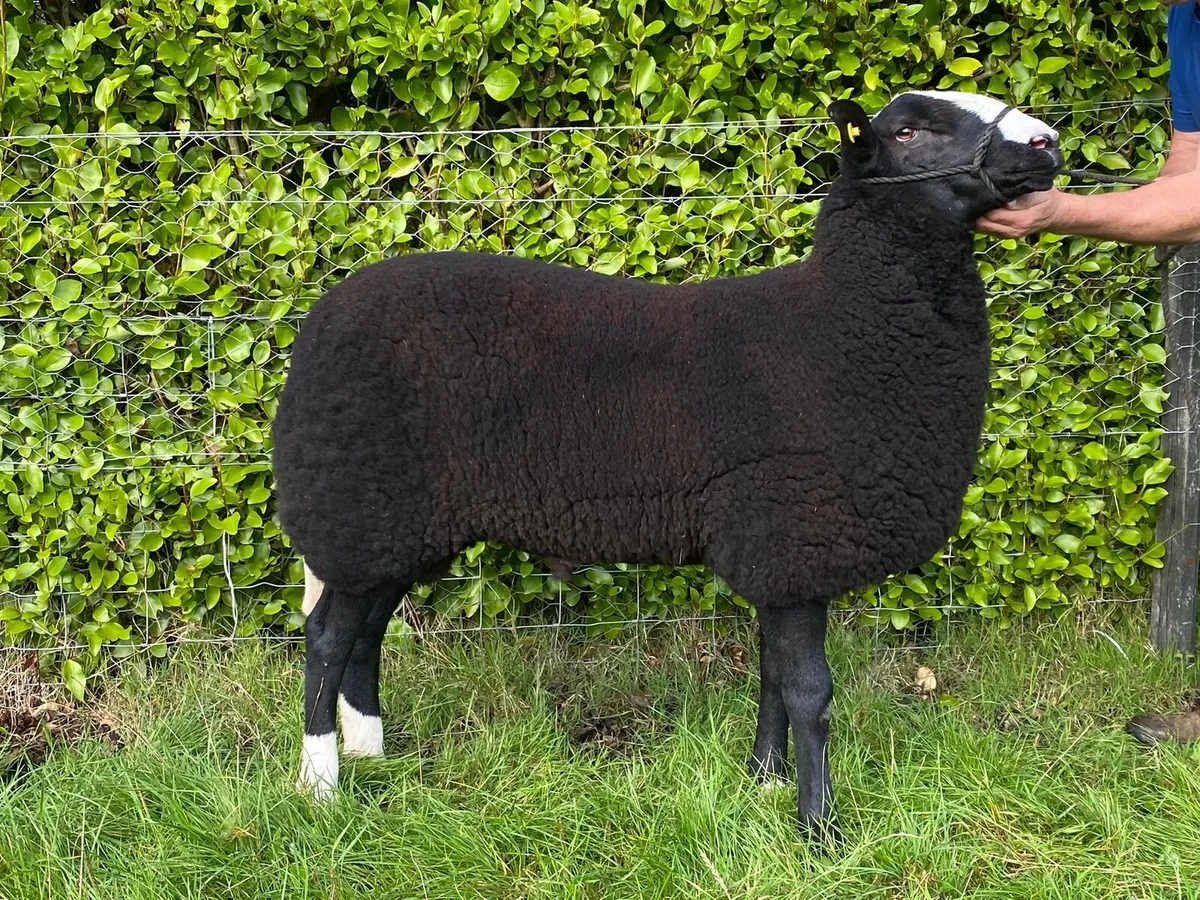 Zwartbles  sheep - Image 4