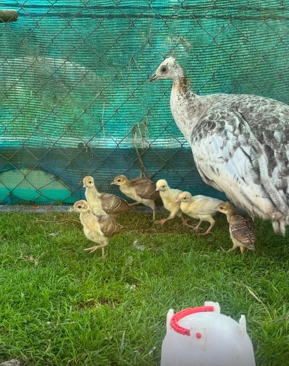 Pea Chicks for Sale - Image 1