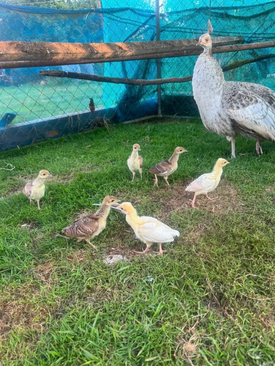 Pea Chicks for Sale - Image 3