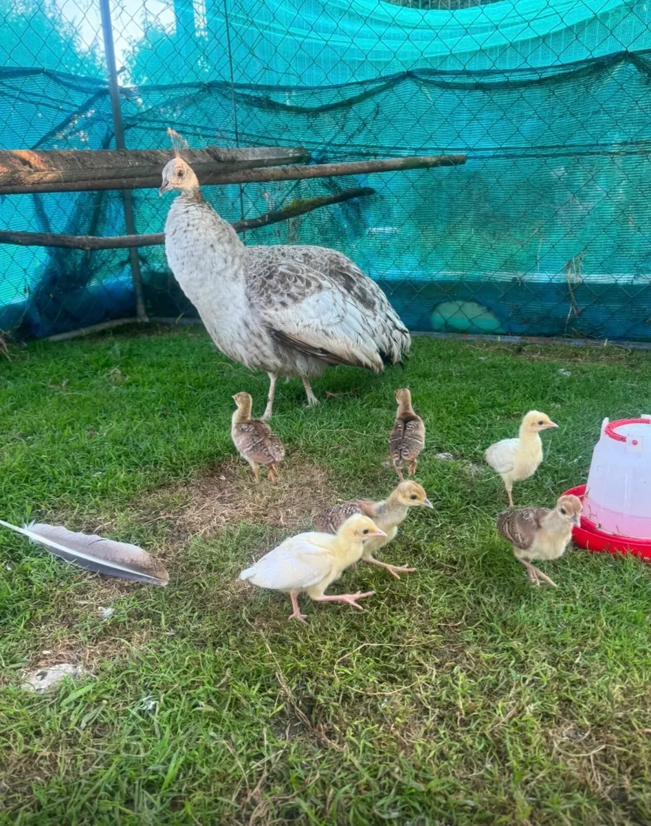 Pea Chicks for Sale - Image 2