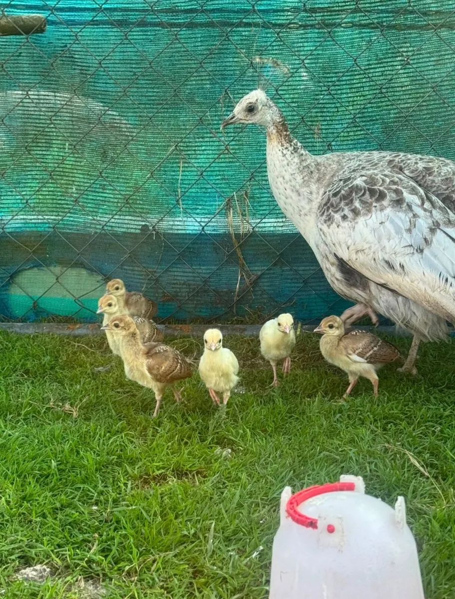 Pea Chicks for Sale - Image 4