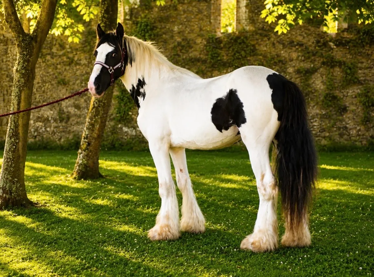Proper colt for sale - Image 1