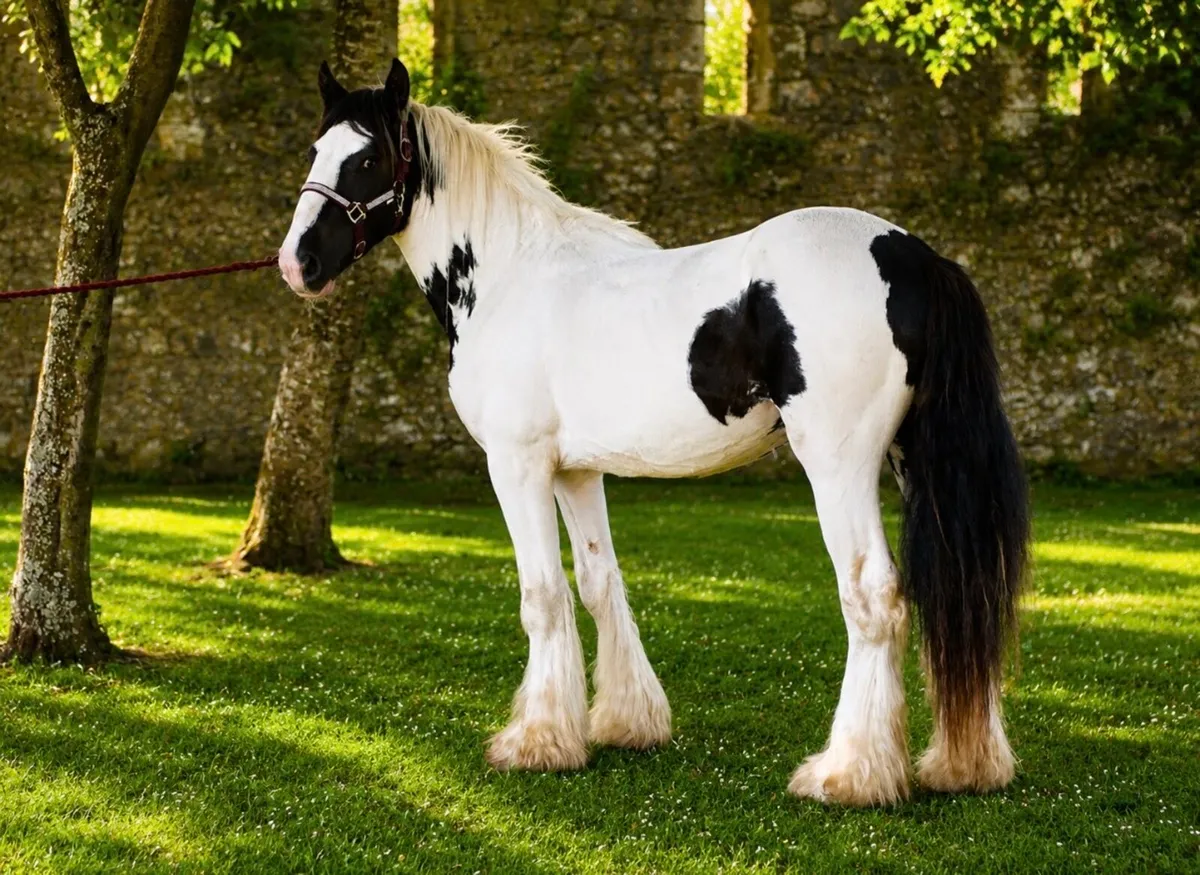 Proper colt for sale - Image 2