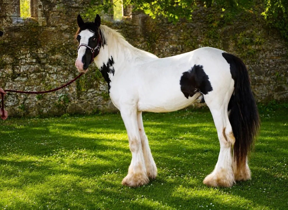 Proper colt for sale - Image 3