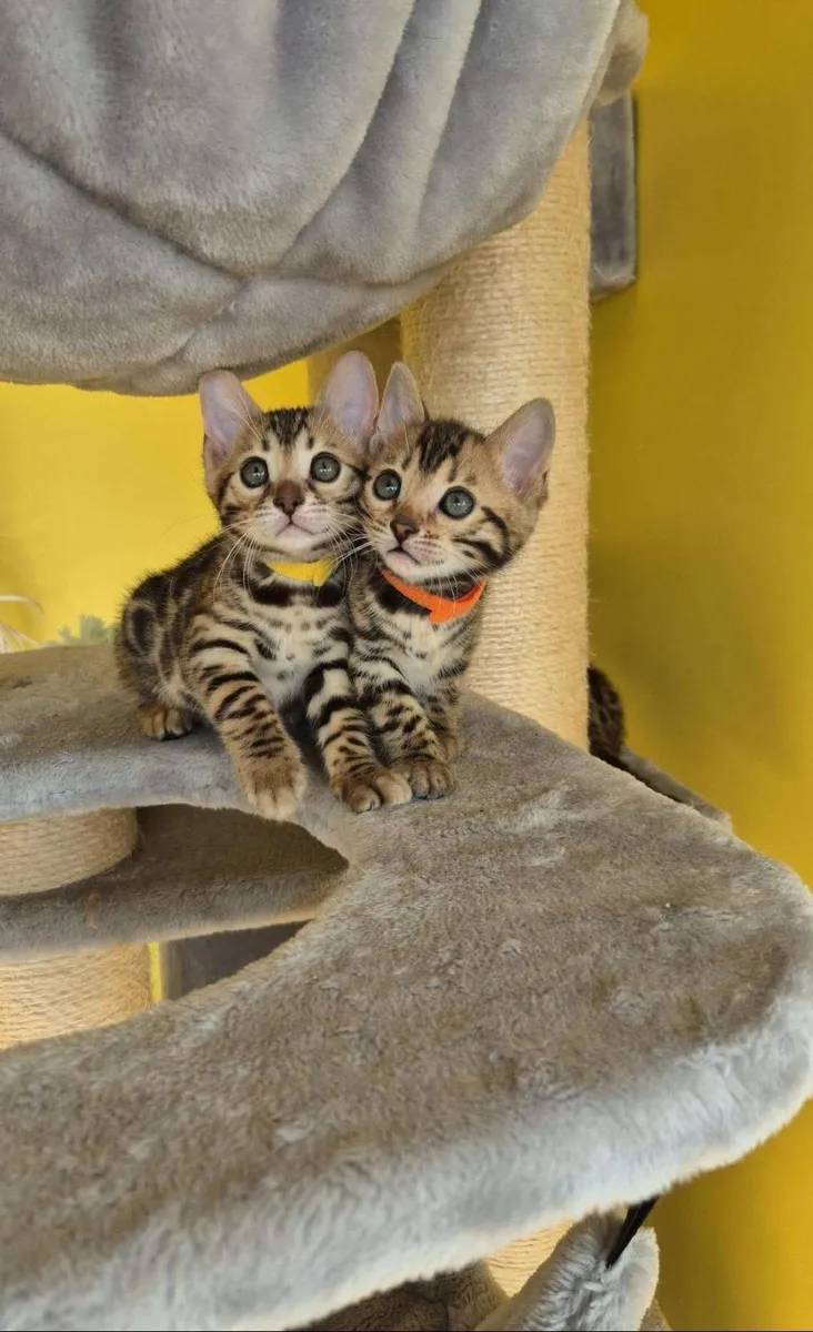 Amazing Purebred Bengal kittens 😸 😍 - Image 1