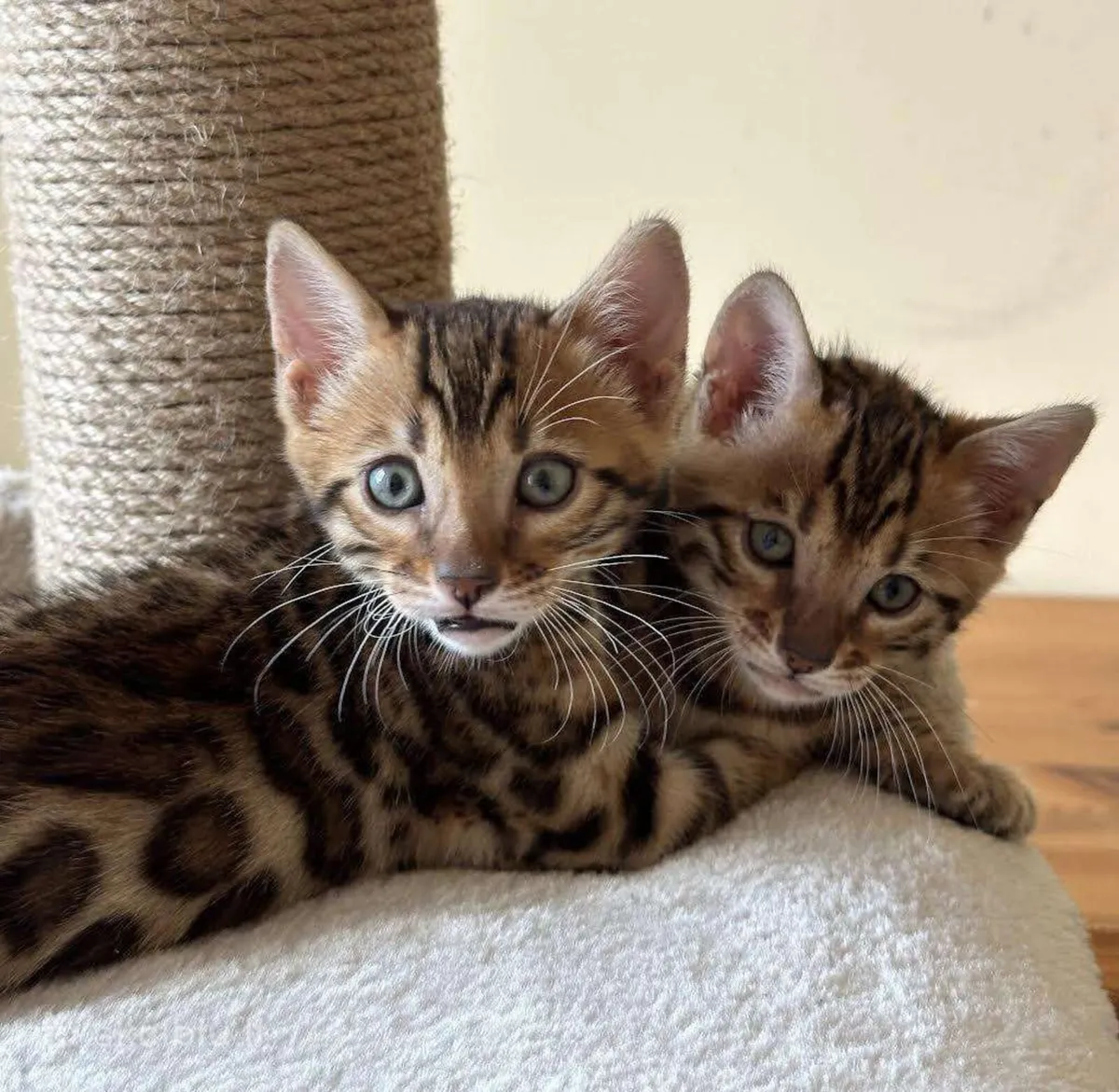 Amazing Purebred Bengal kittens 😸 😍 - Image 2