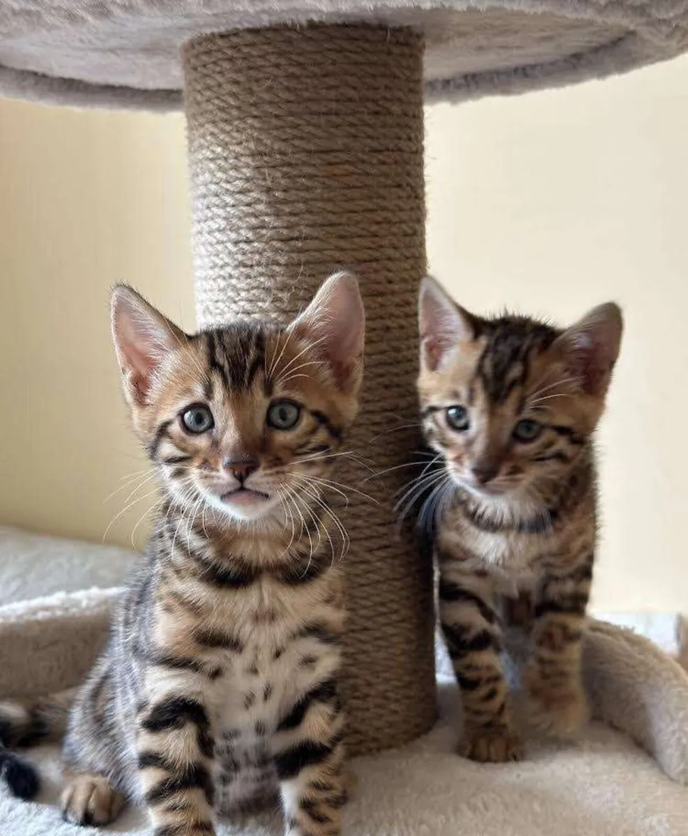 Amazing Purebred Bengal kittens 😸 😍 - Image 4