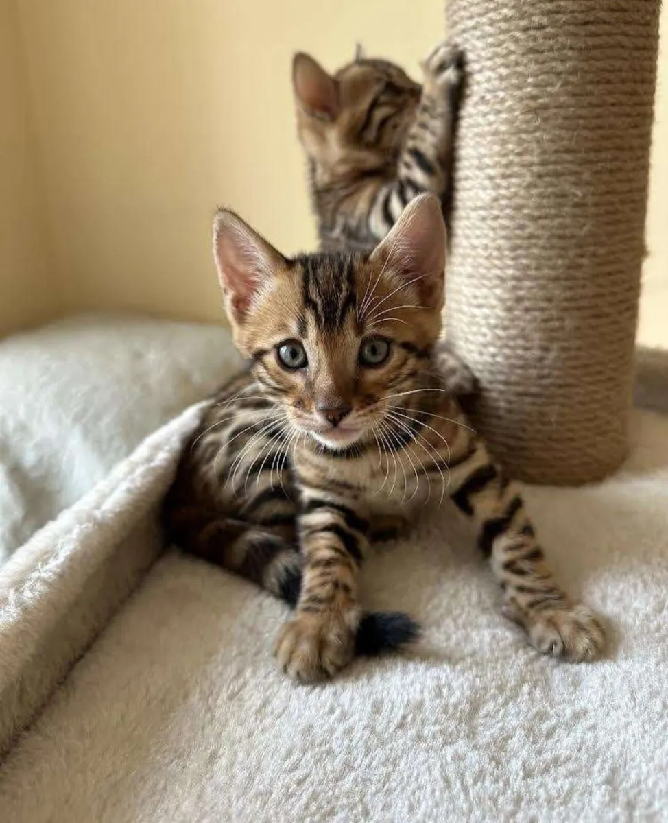 Amazing Purebred Bengal kittens 😸 😍 - Image 3