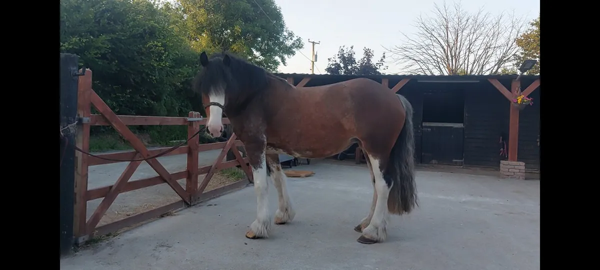 15.2 clydesdale cross - Image 1