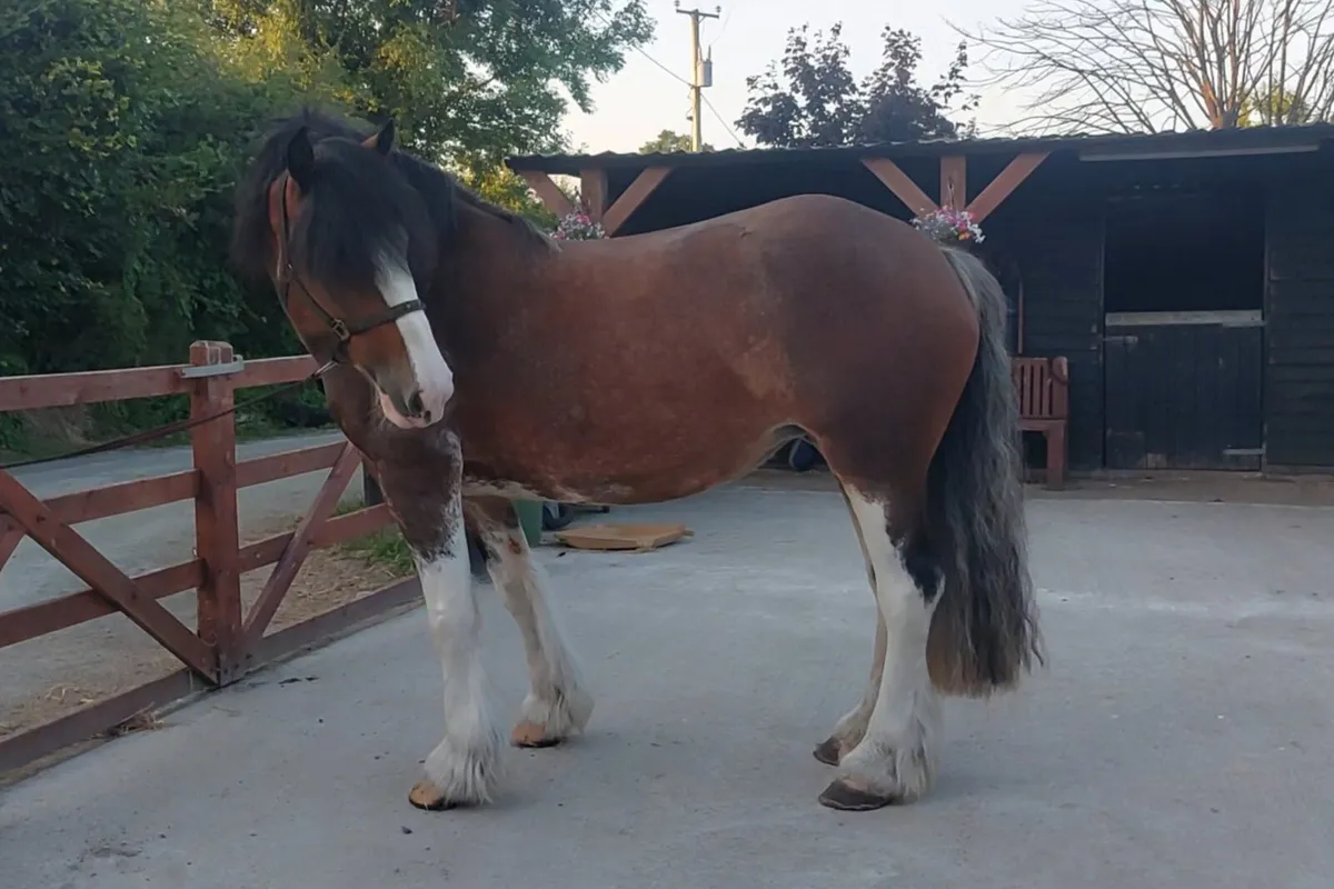 15.2 clydesdale cross - Image 2