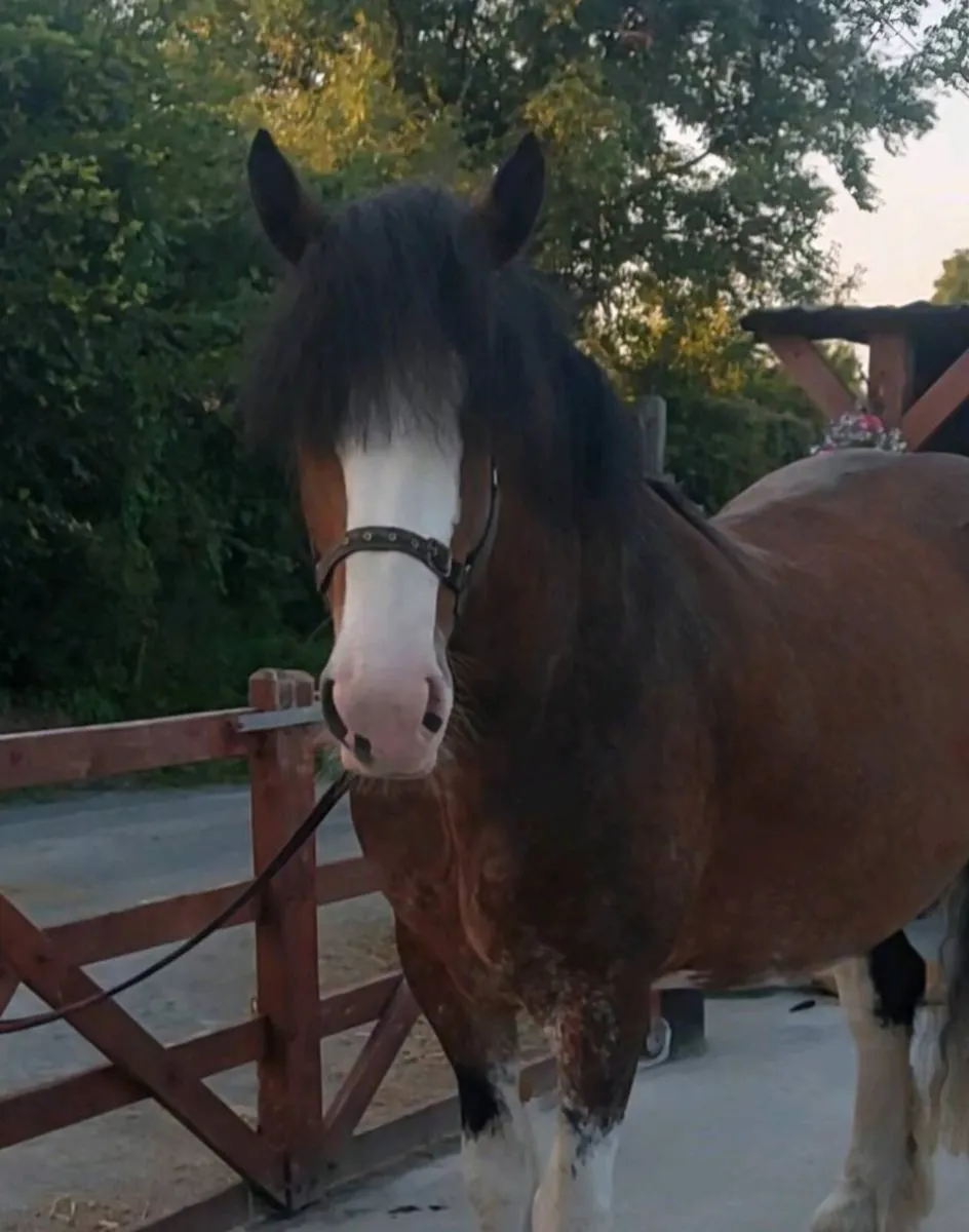 15.2 clydesdale cross - Image 4