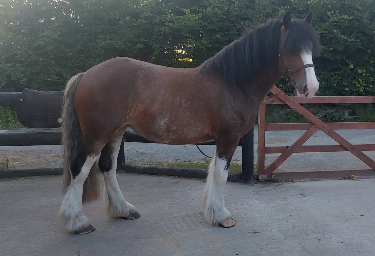 15.2 clydesdale cross - Image 3