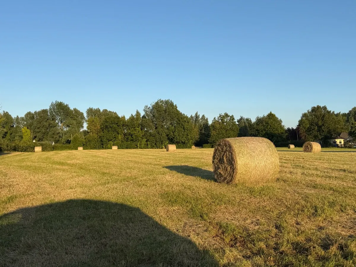 Hay for Sale - Image 4