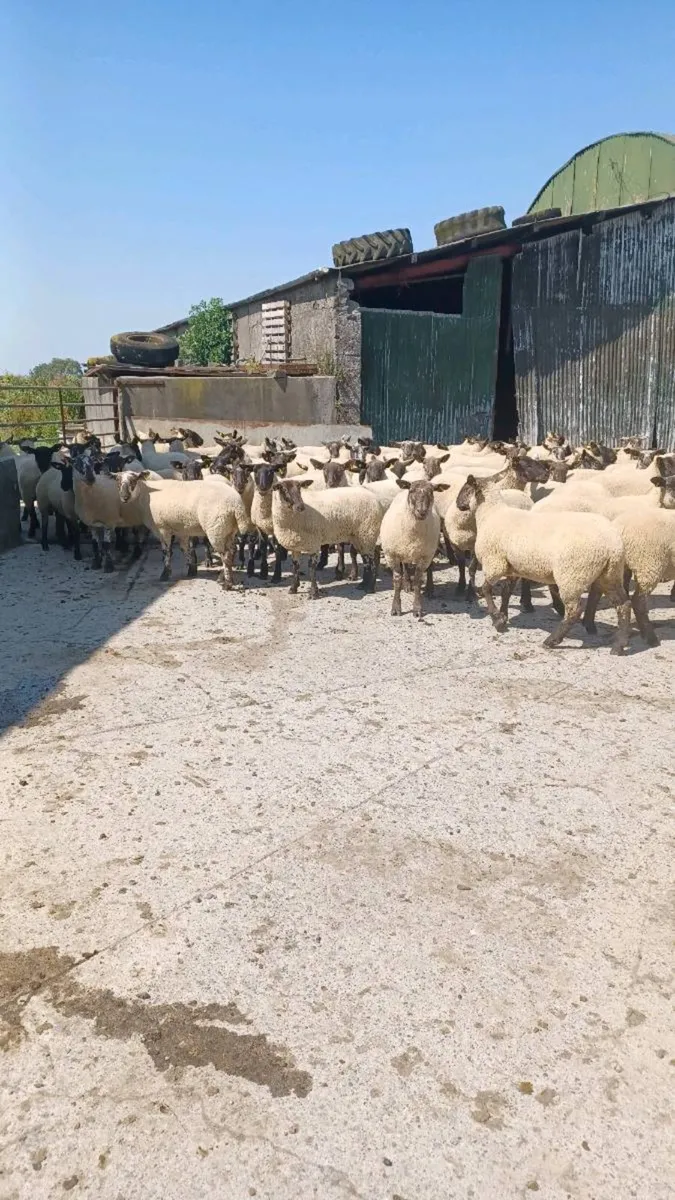 Sheep  for sale. - Image 1