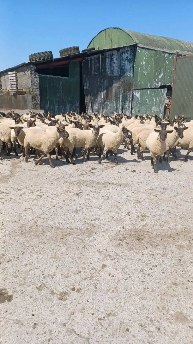 Sheep  for sale. - Image 2