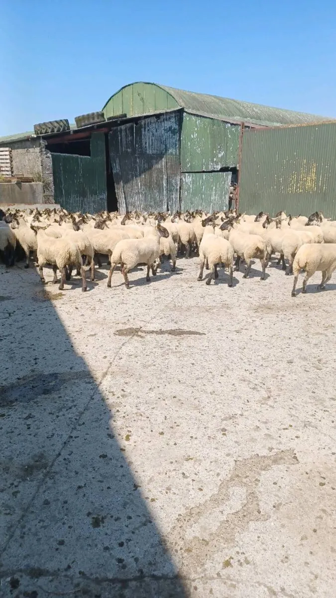 Sheep  for sale. - Image 3