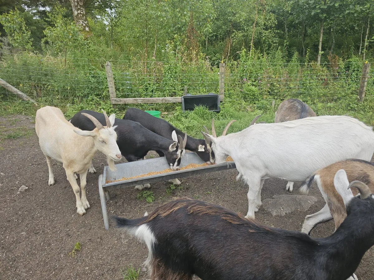 8 female goats - Image 1