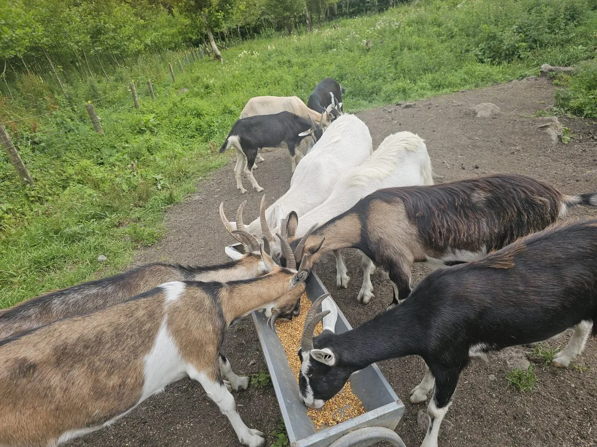 8 female goats - Image 2