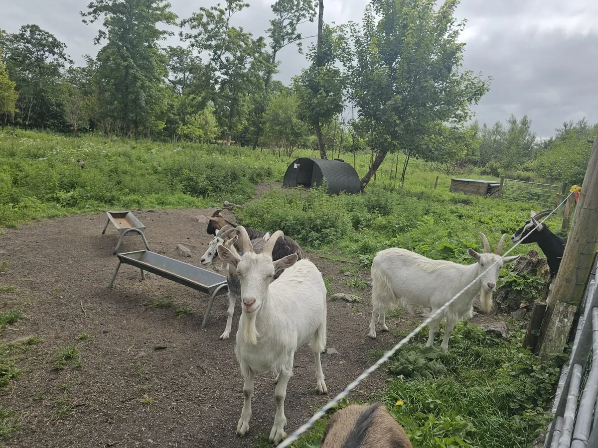 8 female goats - Image 3