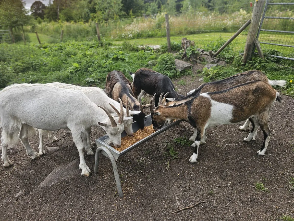 8 female goats - Image 4
