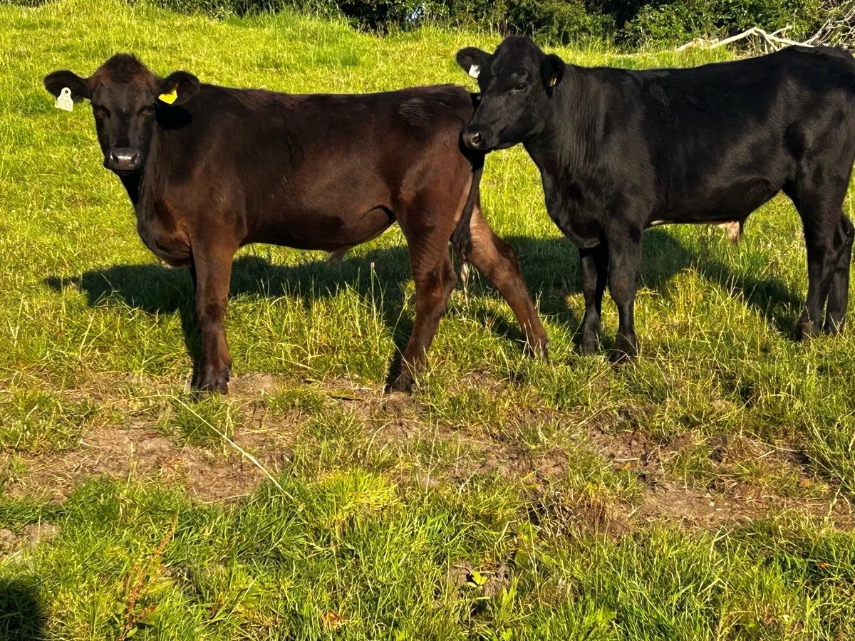 Two Angus Bullocks - Image 1