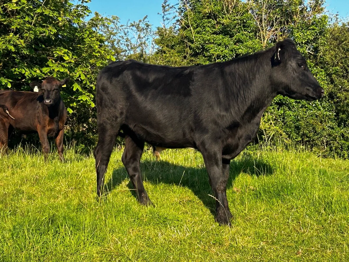 Two Angus Bullocks - Image 4