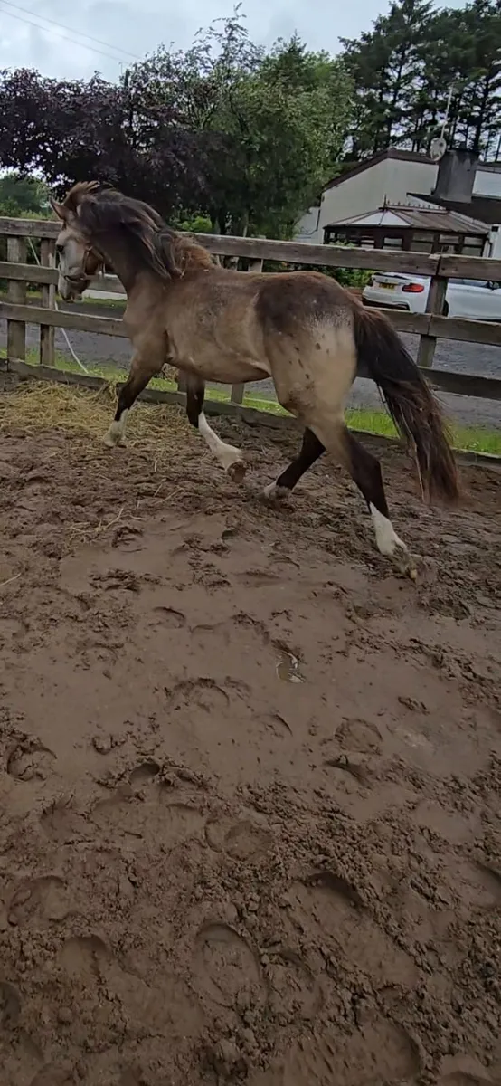 Quality Dun yearling colt, connemara  x Cob x ISH - Image 1