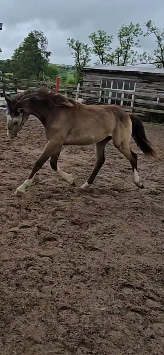 Quality Dun yearling colt, connemara  x Cob x ISH - Image 2