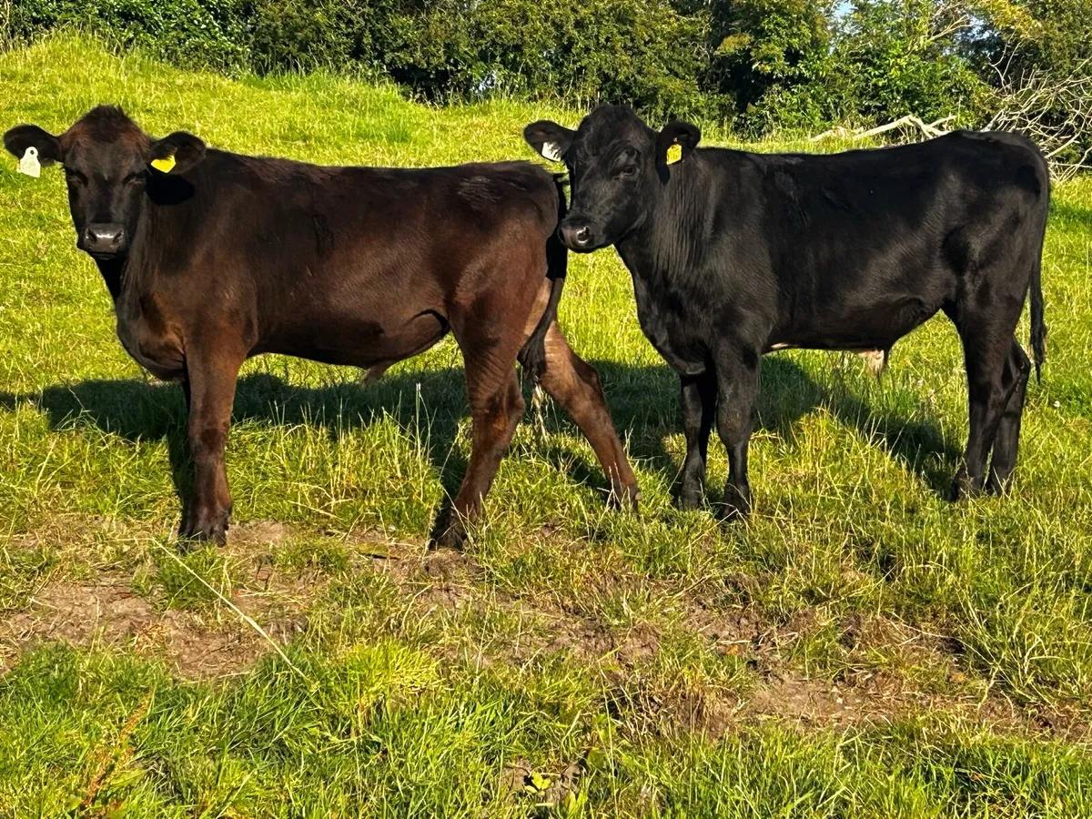 Two Angus Bullocks - Image 2