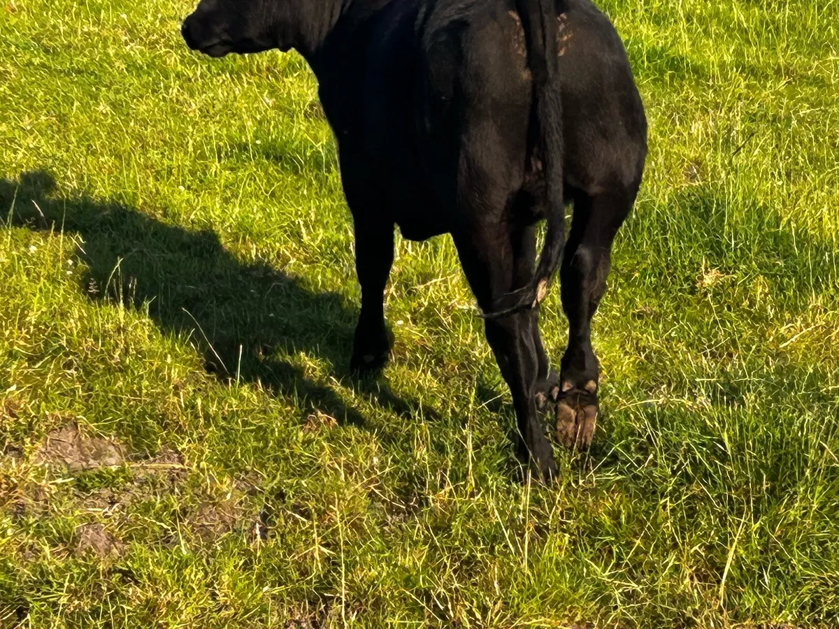 Two Angus Bullocks - Image 3
