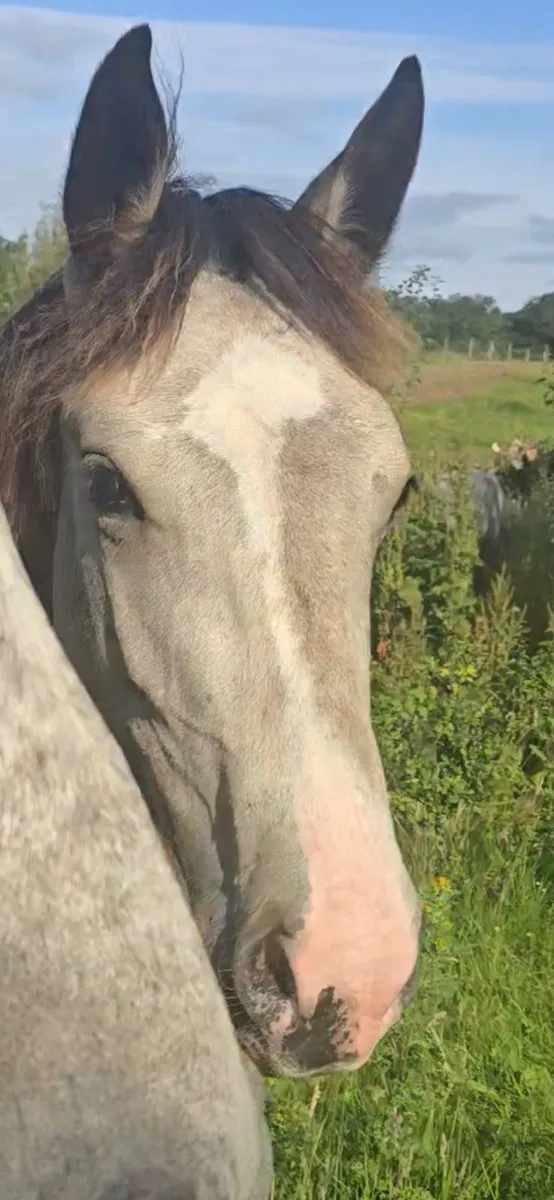 Quality Dun yearling colt, connemara  x Cob x ISH - Image 3