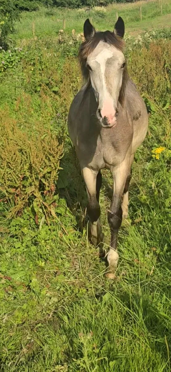 Quality Dun yearling colt, connemara  x Cob x ISH - Image 4