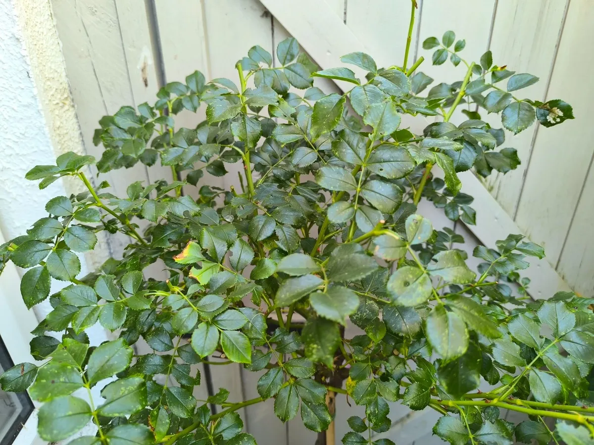 Garden plants - Image 2