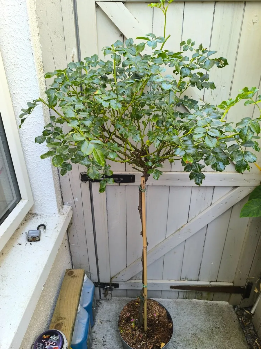 Garden plants - Image 1