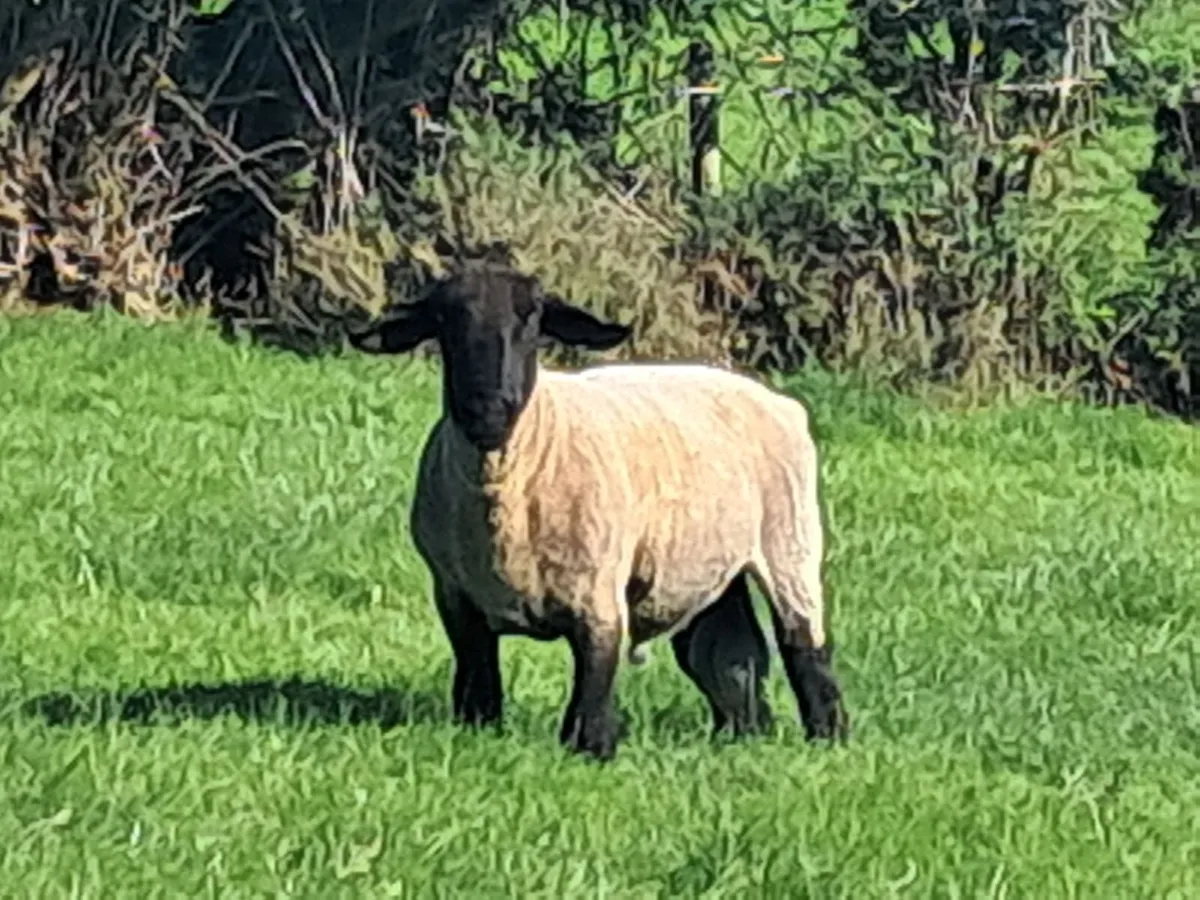 Tup - Image 2