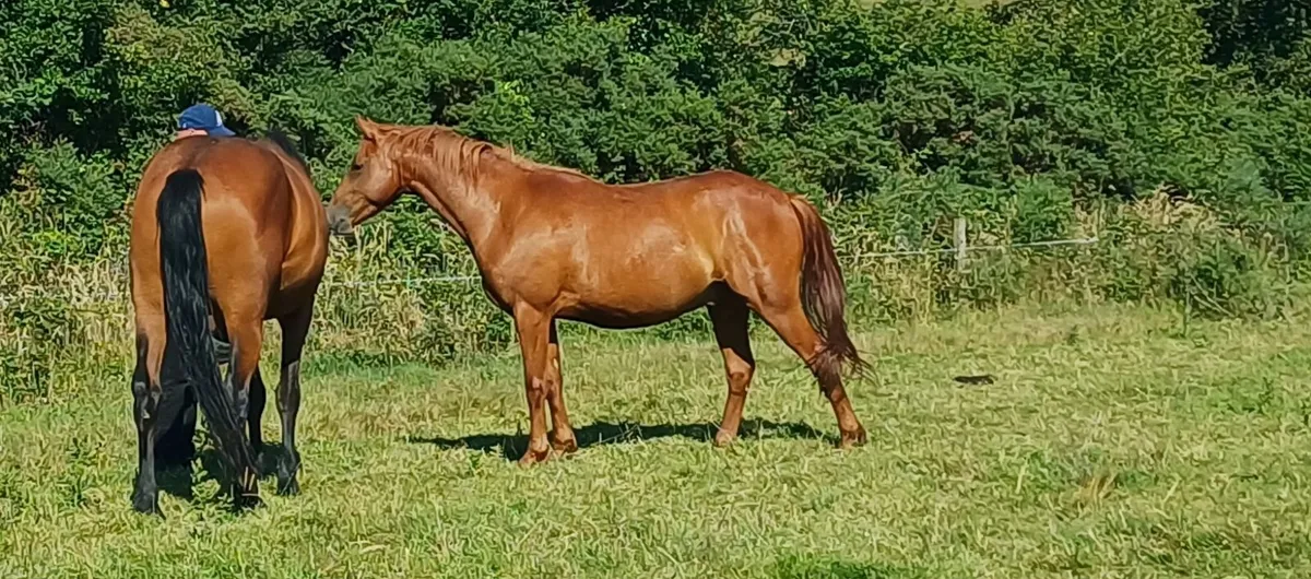 148cms Unbroken sporty type - Image 1