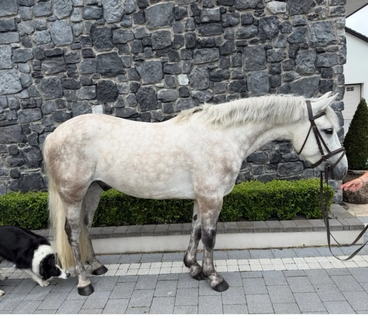 Pony  Muckrim Connemara - Image 3